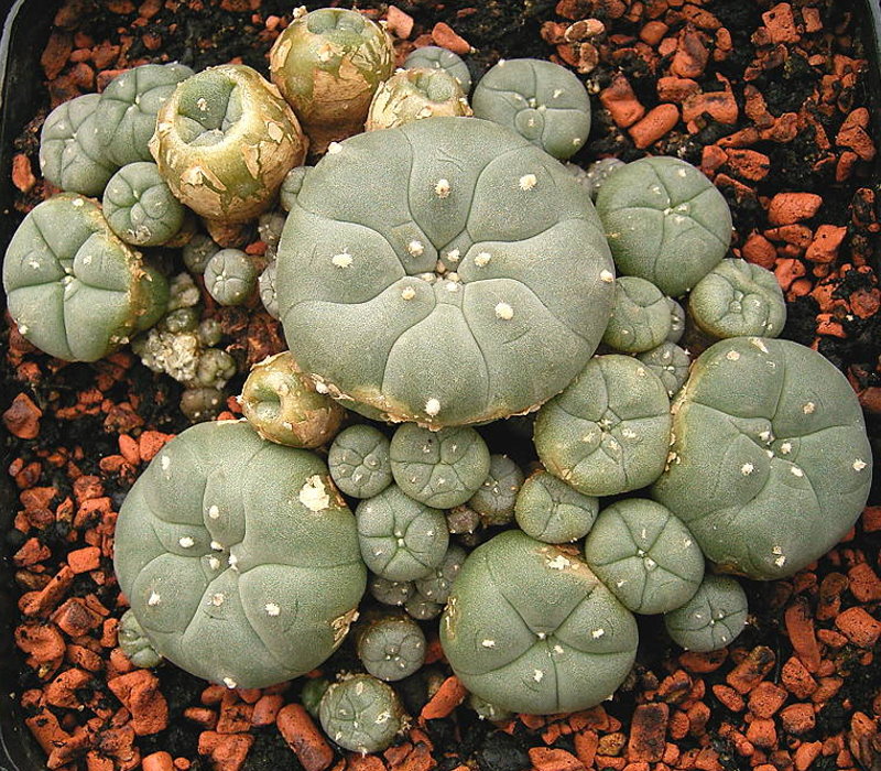 Lophophora_williamsii_ies