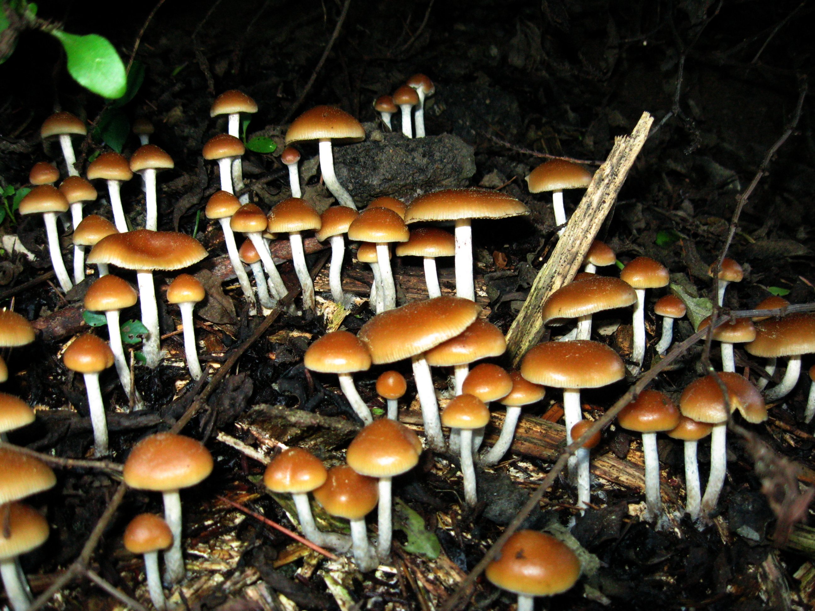 Psilocybe_cyanofriscosa