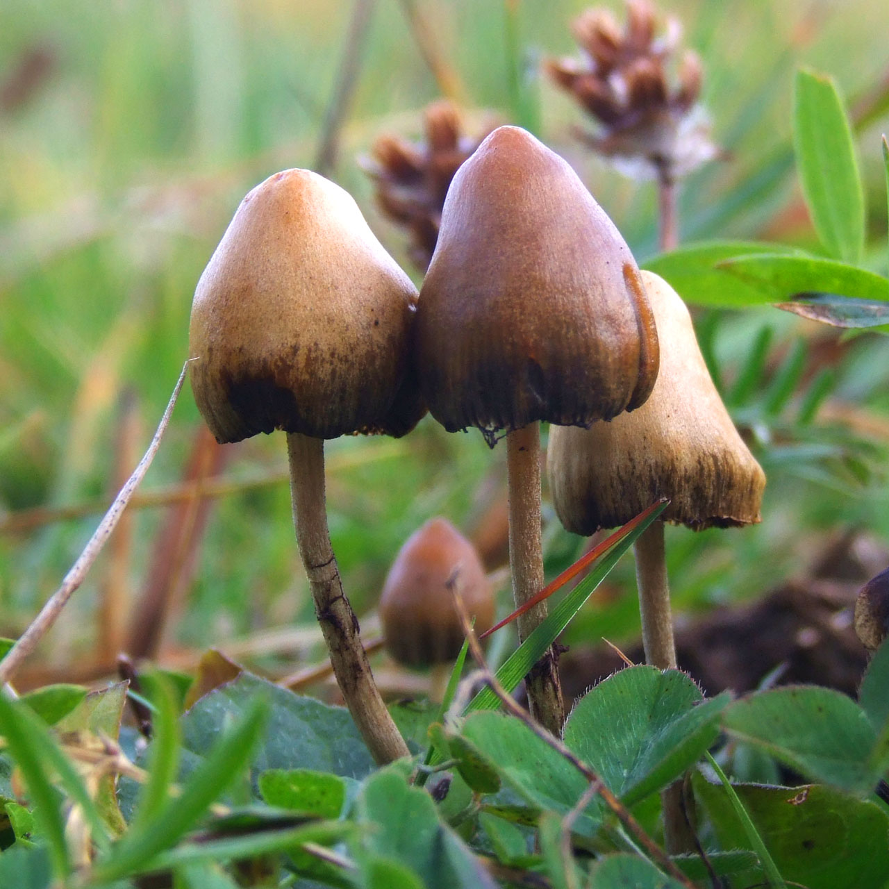 SPsilocybe_semilanceata